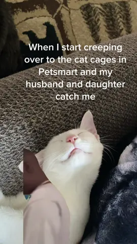 Listen, im just trying to live my best life and save all the kitties- let me live 💁‍♀️🩷#CapCut#catlover#catobsessed##cats#fyp#foryoupage❤️❤️#petsmart#adoption#adoptdontshop 