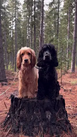 🏎️🔥😎 #cockerspaniel #englishcockerspaniel #cockerspanielowner #spanielthings #crazydogs 