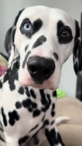 ❤️❤️ #fypage #fypシ゚viral #fypシ #dog #dogsoftiktok #dogtok #puppies #showdogsoftiktok #dalmatian #dalmatiansoftiktok #showdog #hearteyes #hearteyes #hearteyeddalmatian #dogsofttiktok #heterochromia #dalmatianpuppy #hearteyed #fyp 