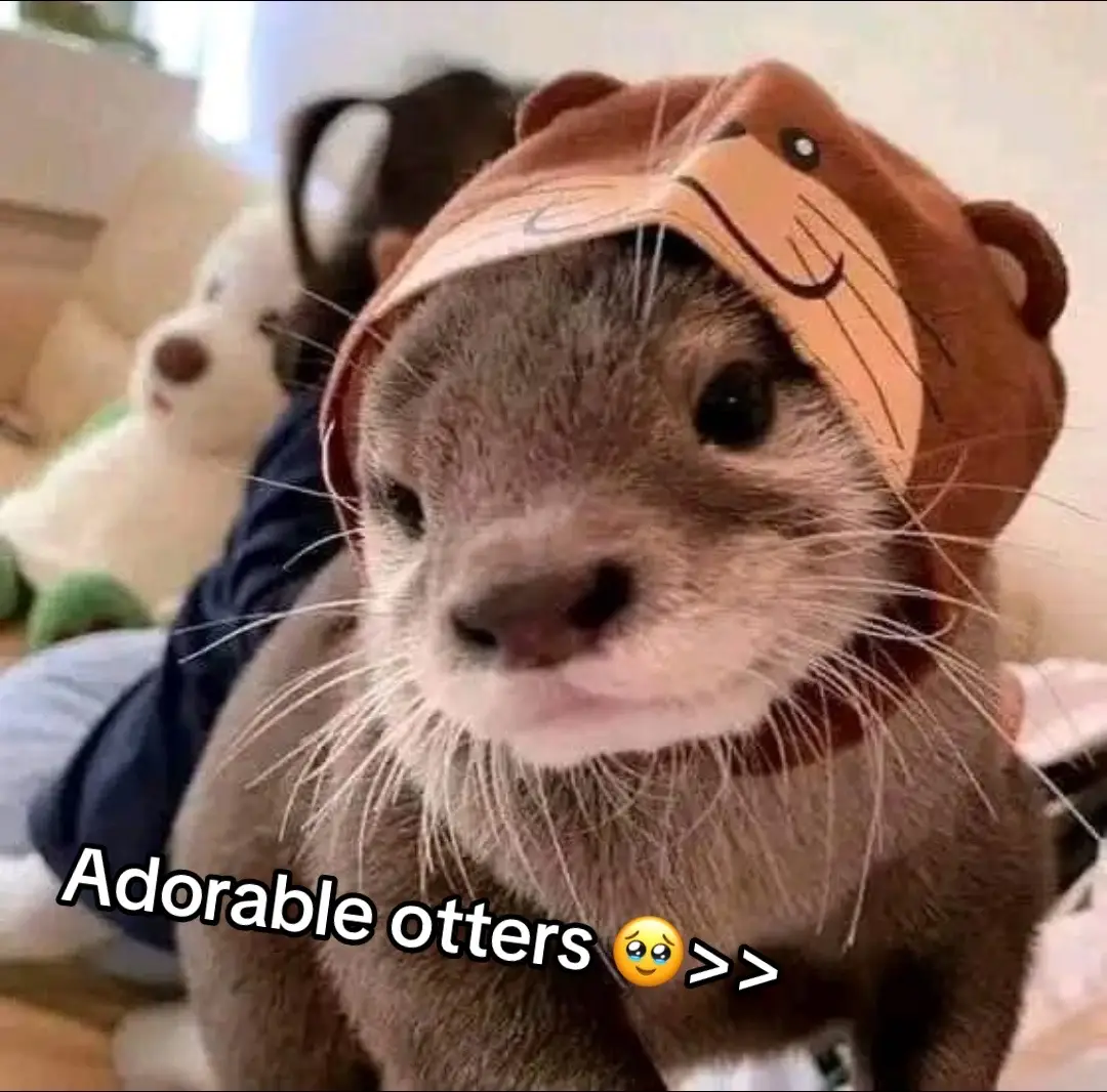 #cute #otter #otters #animalsoftiktok #fyp 