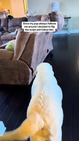 Follow your pup and see what they do? #funnypets #flipthescriptchallenge #pettok #dogoftiktok #dogsoftiktokviral #CapCut 
