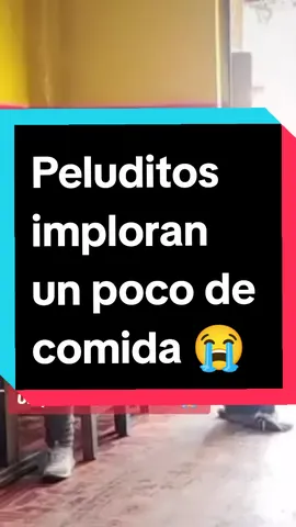 #peludito #peluditos🐶 #peluditostiernos #firu #firulais #firulaisentiktok #firulais🐕🐕 #dog #dogsoftiktok #dogs #dogsoftiktok #perros #perrosdetiktok #lomitosentiktok #lomitos_de_la_calle #lomitos #paraty #parati #foryoupage❤️❤️ #viral_video #viralditiktok #foryoy #foryouu 