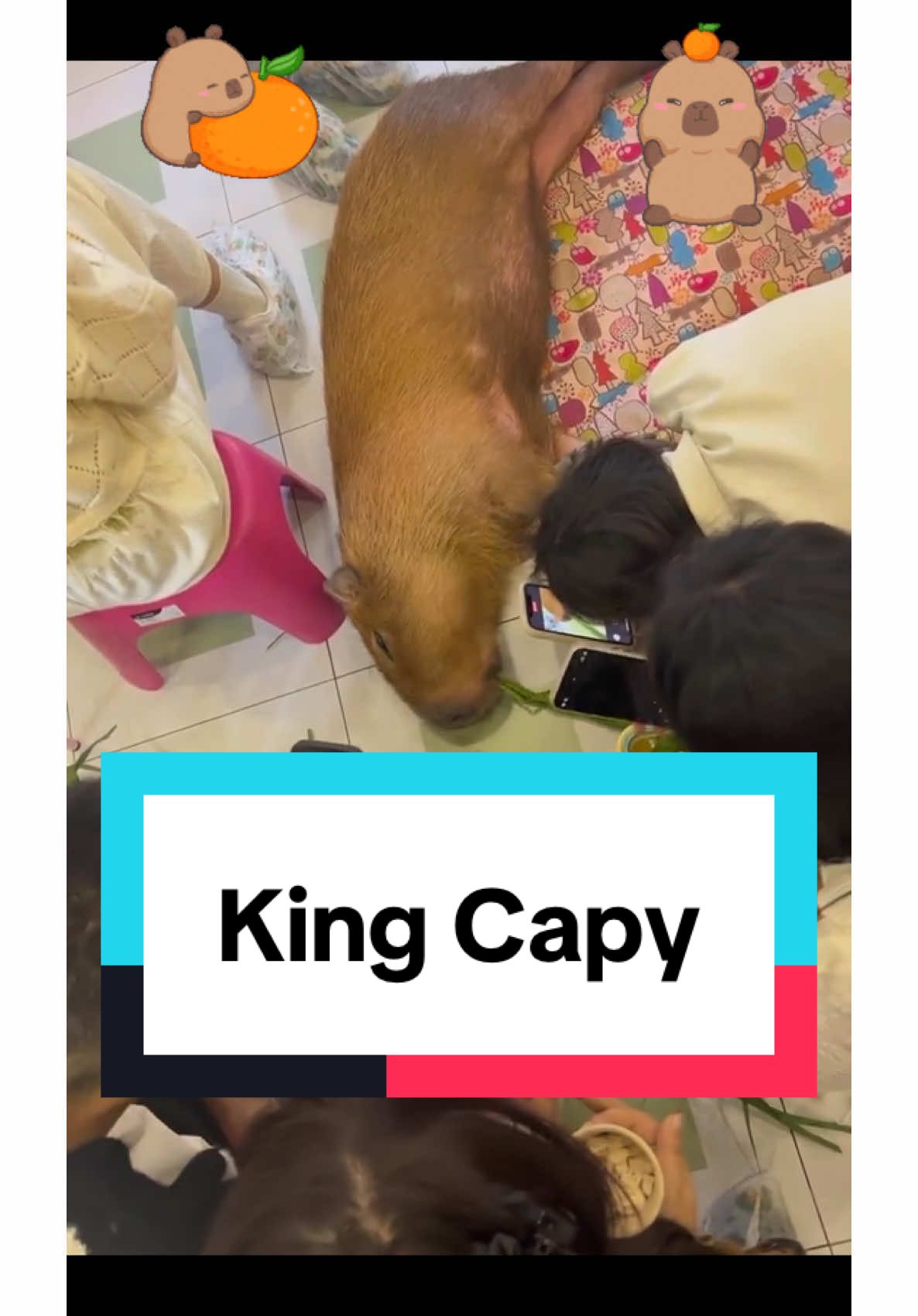 King Capy, sleep, eat, massage, all at once. 🥹#capybara #capybaratiktok #capy #wildlife #fyp #animallover #pet #PetsOfTikTok #animals #funny #fun #humor #petlover #foryou #zoo #chill #capyfun #king #sleep 