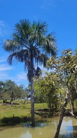 Esta palma, no solo embellece nuestros paisajes, sino que también sostiene ecosistemas enteros y comunidades que dependen de sus frutos y recursos.     Mi amor eterno por los morichales nace al ver su majestuosidad, verlos en el horizonte y saber que indican que hay un río cerca, son las señales de la  vida que florece en cada rincón de nuestro país.   Sentir orgullo por nuestra tierra es reconocer la grandeza que nos rodea, hay mucho que nos falta conocer de nuestro país 💚 #amazonas #venezuela  #moriche 