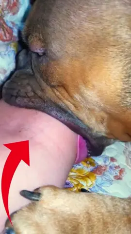 Cachorro Morde Sua Dona 😱 #oracao #biblia #deus #jesus 