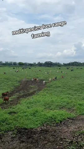 dorper sheep, boer goats, river buffaloes, brahman cattle #livestock  #goat  #dorper  #buffalo  #carabao  #cattle  #farming 