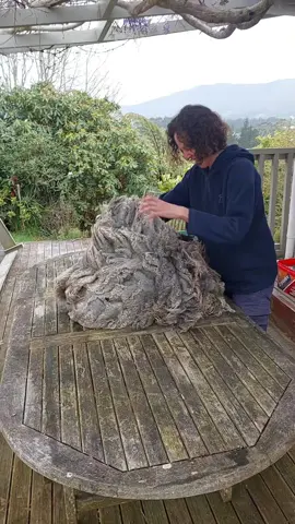 Always nice to deliver fleeces to Sabin at Twinfelt  This is the fleece from the gotland in the video I shared a few days ago. Sabin makes amazing felted sheep skins and seating pads with fleeces like this. I really enjoy seeing wool getting put to good use and being turned into high quality products. Make sure you check out Twinfelt to see what she does with wool.  #wool #naturalfibers #sheep #felting #gotlandsheep #colouredsheep #handcraft #satisfying