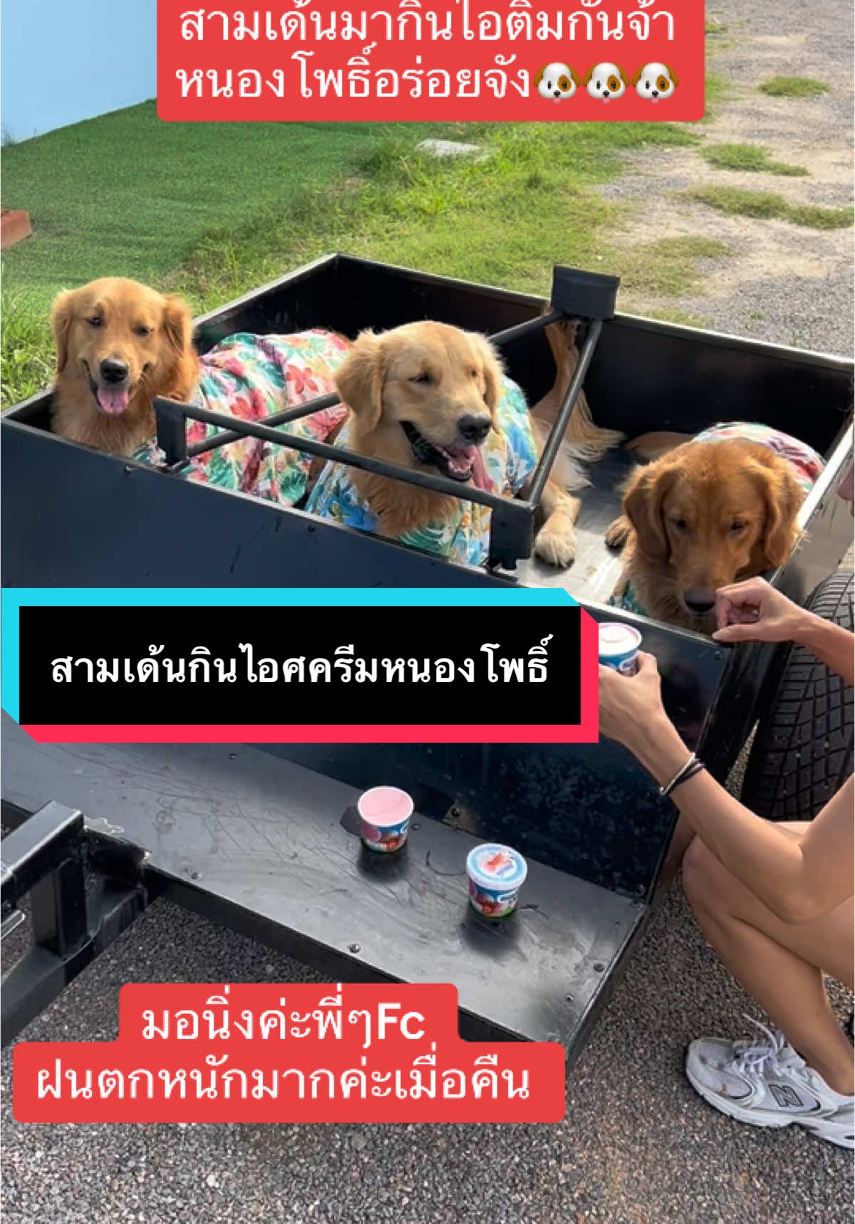 แวะมากินไอศครีมกันจ้า #นานาลูน่ามาเล่ย์ #หมาโกลเด้นน่ารัก #เทรนด์วันนี้tiktok 