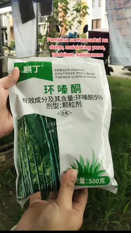 Kaya kung meron din kayong unwanted na damo at puno sainyo, gamitan nyo nito para di na tumubo pa. #rootkiller #bigtreeremoval #woodkiller #hexazinone #unwantedplants #weedkill #fyp 