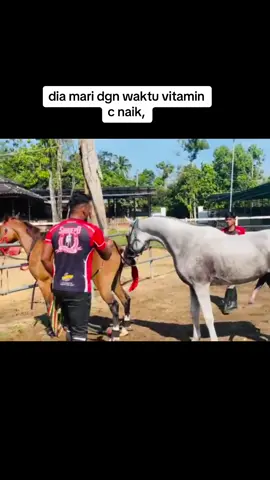 #arabian #breeding #breeder #fypviral #mawari #purearabians #fyppppppppppppppppppppppp #horse #subdepoarabianpark #premiumhorse #fyp #fypシ #kuda #purearabian #exclusivehorse 