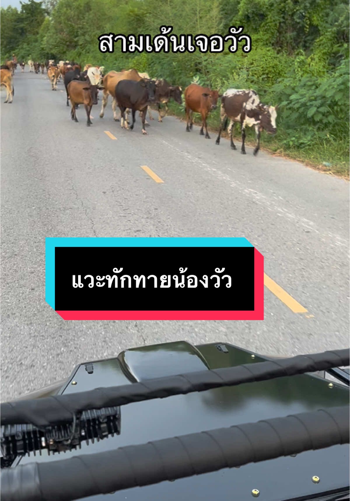 สามเด้นเจอน้องวัว #นานาลูน่ามาเล่ย์ #หมาโกลเด้นน่ารัก #เทรนด์วันนี้tiktok #วัว #วัวชน 