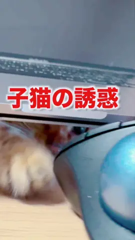 子猫が可愛すぎて何も手につかない件#子猫のいる生活 #ペットのいる暮らし #ベンガル猫 