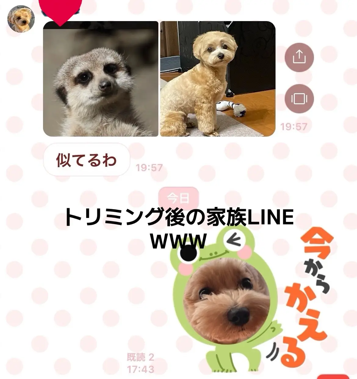 トリミング後ミーヤキャットにそっくりになって帰ってきた笑笑 #マルプー #maltipoo #犬のいる生活 #犬のいる暮らし #ミーヤキャット 