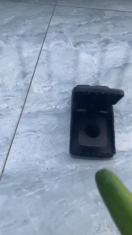 Bẫy cho mấy chú chuộ.t mất đường chạy luôn ạ#meme #tiktok #xyzbca 