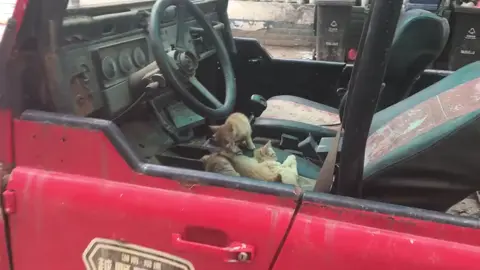 Join us. We need a driver.#cutecat #pet #kucing #kitty 