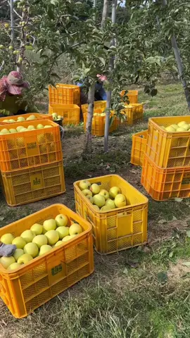 1 ngày thu hoạch táo vàng 😚🍎🍎#trending #xuhuong #cuocsongtaihan🇻🇳🇰🇷 