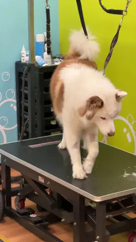 Viola had a groom!!  Would you like to groom Viola?? Email me: Violasnoww@Gmail.com to collaborate!!😊 #husky #doggrooming #doggroomer #fyp #dogsoftiktok 