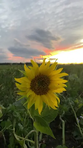 #sunset  #sunsetlover #natureathome #coloredsky #amazingcolors #naturelover #nature # 