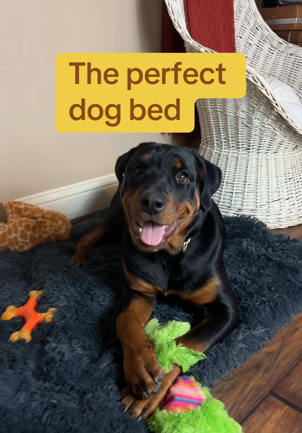 I love getting new items for my pets! #PetsOfTikTok 