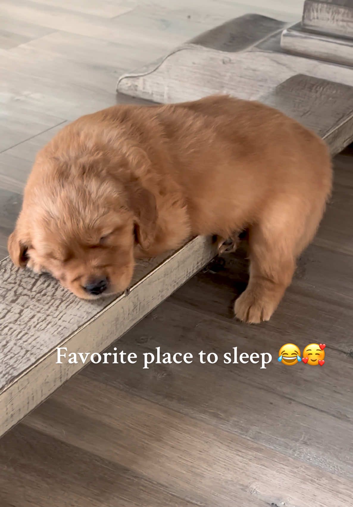 Everyone has their own favorite place to sleep 😂🥰 #goldenretriever  #dog #puppy #dogs #goldenretrieverpuppy #goldenretrievers #retriever #puppylove #dogoftheday #doglovers #goldenretrieverlove #doglover #doglife #retrievers #goldenpuppy #puppies #goldenretrieverlovers #pet #goldenretrieverworld   #populardog  #funnydog  #famousdog #tiktokdogs 