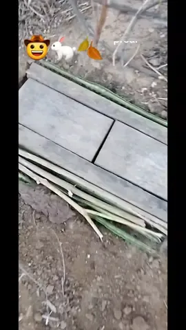 uma das coisas que eu mais gostava de fazer quando eu era criança 🤠🌵🍂