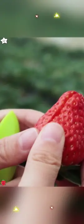 🍓 Grow Fresh Strawberries All Year Round! 250 Heirloom Strawberry Seeds for Sweet, High-Yielding Fruit 🌱✨  #GardeningTips #UrbanFarming #StrawberrySeeds #HomeGarden #Hydroponics #OrganicFarming #PlantLovers 