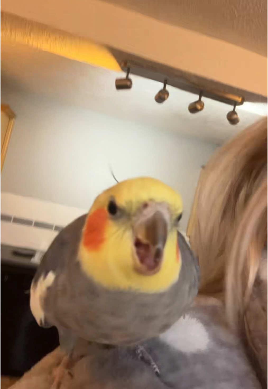 Ollie had to join in on the trend✨ #cockatielsoftiktok #givemebeso Credit: @queenbee576 💛