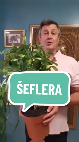 Šeflera voli vodu. #šeflera #cvece #biljke #fyp #balkantiktok #gardenhack #plantagenije 