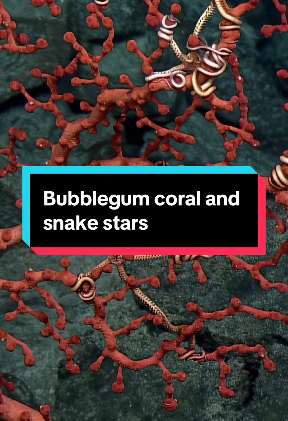 Bubblegum coral (#paragorgia) with #snakestar associates! #bubblegumcoral #deepseacoral #seastar #nautiluslive #marinebiology #deepsea #oceananimal