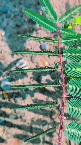 Asombroso como las ondas del celular hacen dormir a la planta #creatorsearchinsights #asombroso #sorprendente #fantastico #increible #guinessworldrecord #videoviral #tiktokviral #hazmeviral 