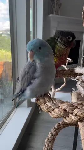 We have a new duo! I rescued Marley two months ago. I have been trying to help him make friends with another bird in the flock since he finished his one month quarantine and completed his disease testing a few weeks ago. I tried Mika first, since they are both green cheek conures, but they just didn’t get along. This is Marley’s 3rd time out with Talon and I think it’s safe to say, they are friends! This makes me so happy 😊 #parrot #bird #rescue #parrotlet #conure #friends 