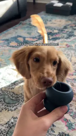 lets try freezebone!!#minidachshund #fyp #puppy #foryoupage #funny 