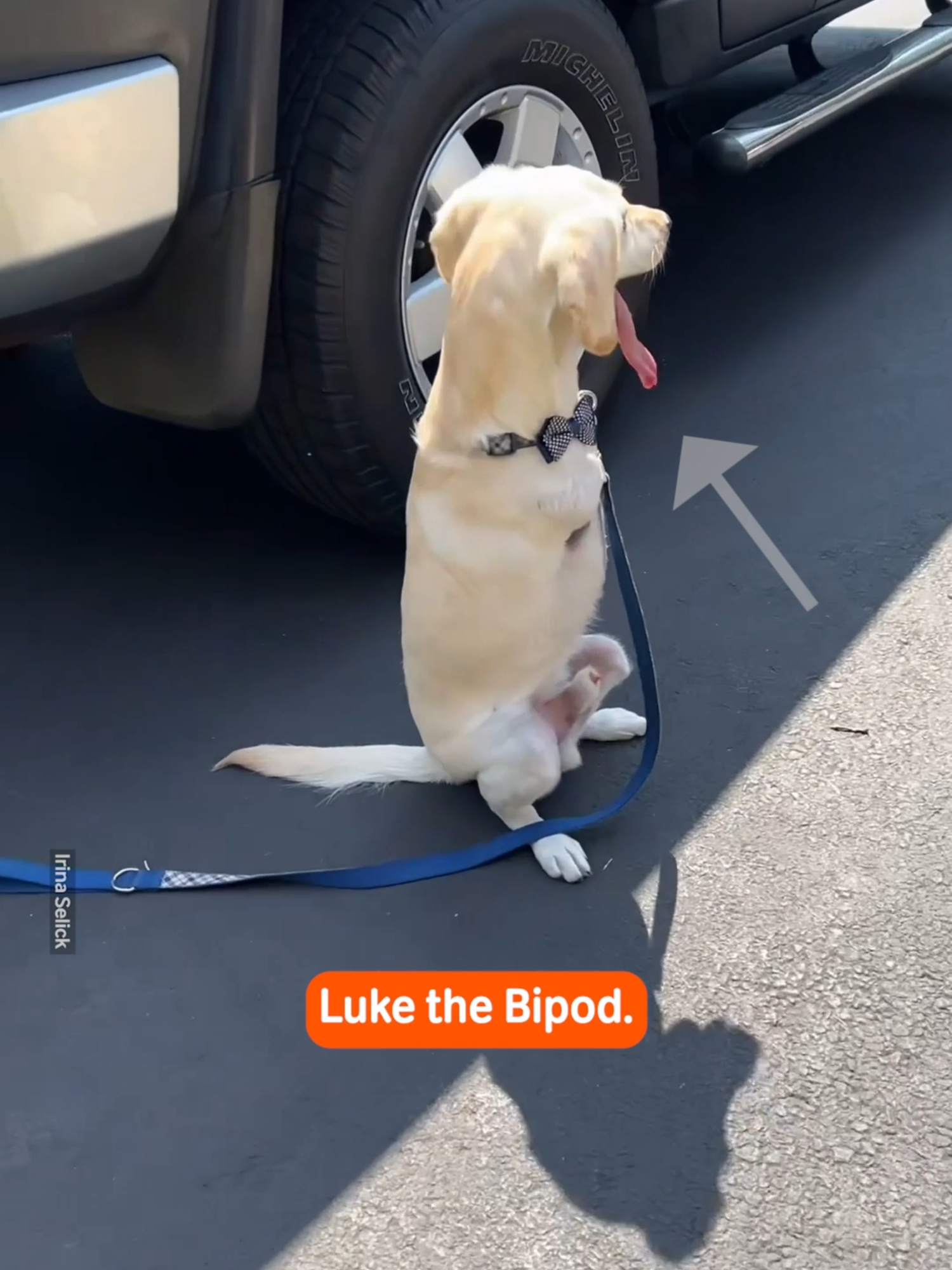 Spend The Day With Me - Bipawd Edition 🐾💕 #dog #dogs #lucky #bipawd #paw #paws #pets #spendtheday #fyp #cute #adorable #viral