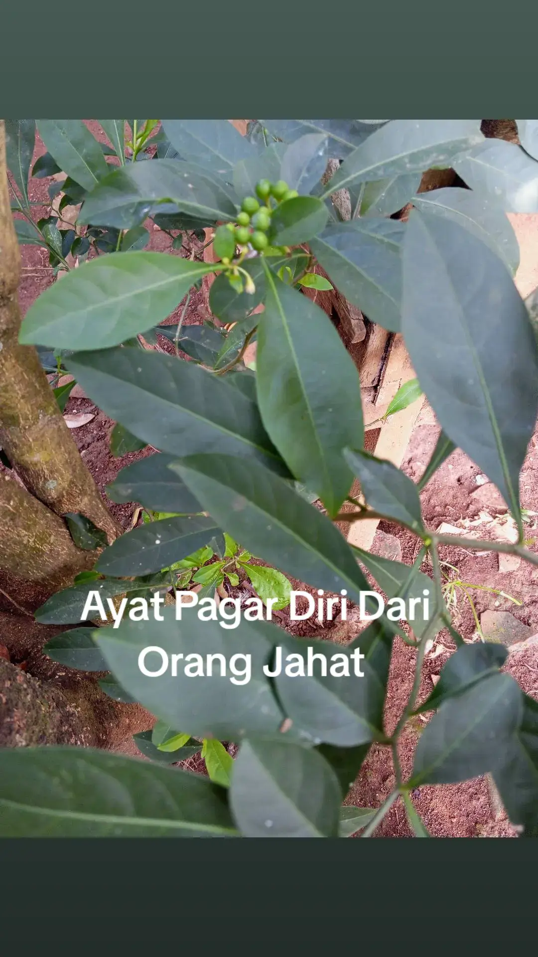 ayat pagar diri dari orang jahat #ayatsucialquran 