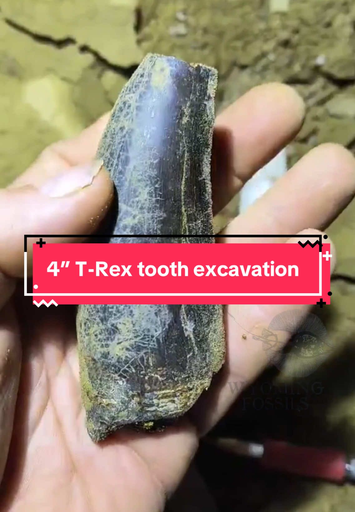 The start and end of a 4” Tyranosaurus Rex tooth.  #fossil #fossils #fossilhunting #fossiltok #paleontology #paleotok #wyoming #dino #dinosaurs #dinoday #cretaceous #trex 