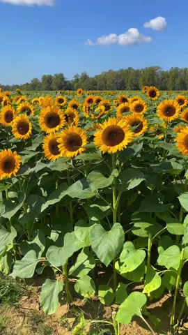 Girasoles   #sunflower #sunflowers #flowers #autumn #nature #naturevibes #naturelove #naturelovers #flores #yellowflowers #happy #viralvideo #video #fyp 