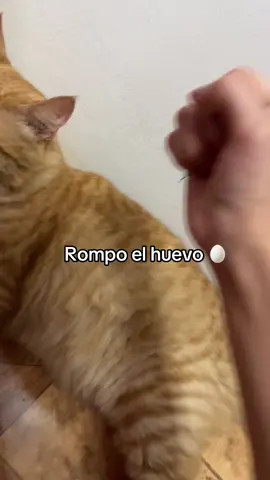 Casi pierdo la mano en el intento 😹😔#fyp #foryou #cat #catlover 