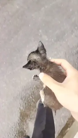 Rescue the kitten that was left behind by its mother and then🙏🙏🙏🙏🙏🙏🙏❤️❤️❤️❤️❤️❤️❤️#rescue #rescuecat #rescuekitten #rescueanimals #kitten #kittensoftiktok #animals #animalsoftiktok #cat #catsoftiktok #fyp