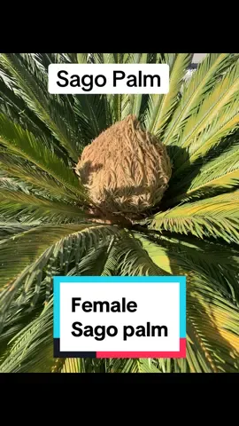 #creatorsearchinsights #sago #sagopalm #garden #gardening #plants #exoticplants #toxicplants 