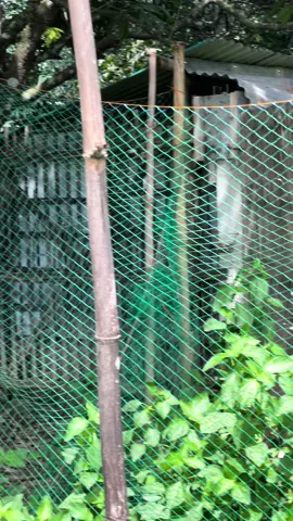 Chicken Tange net 20Meters  ₱200+ Only. Checkout na! #net #chicken #fish #farming #farm #livestock #fence #poultry #farmlife #Outdoors #budolfinds #fyp #trending #viral 