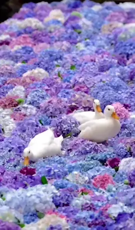 #richardclayderman#longervideo#paisajesnaturales#flores#parati#paramisseguidores 