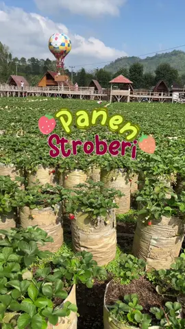 Happyyyy, stroberinya gede gedeee✨❣️🍓 #panenbuah #panenstrawberry #fyp #ciwidey #harvest #bandung 