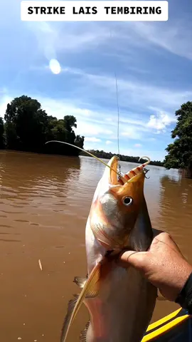 strike lais tembiring.#casting#mancing#laistembiring#sungai kapuas#kalbarpontianak 
