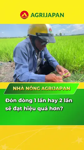 Kinh nghiệm đón đòng giúp nhà nông cải thiện năng suất.#agrijapan #nongnghiep #caylua #chiase #dongbubongkeo #xuhuong #nhanong🌾🌾🌾 