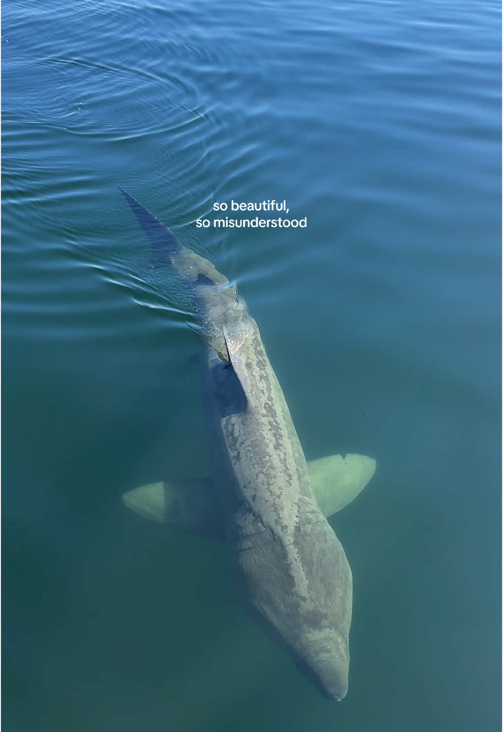 the gentle giants of the sea,  incredible creatures🦈🤍 🌊#baskingsharks #ireland #shark #marinebiology 