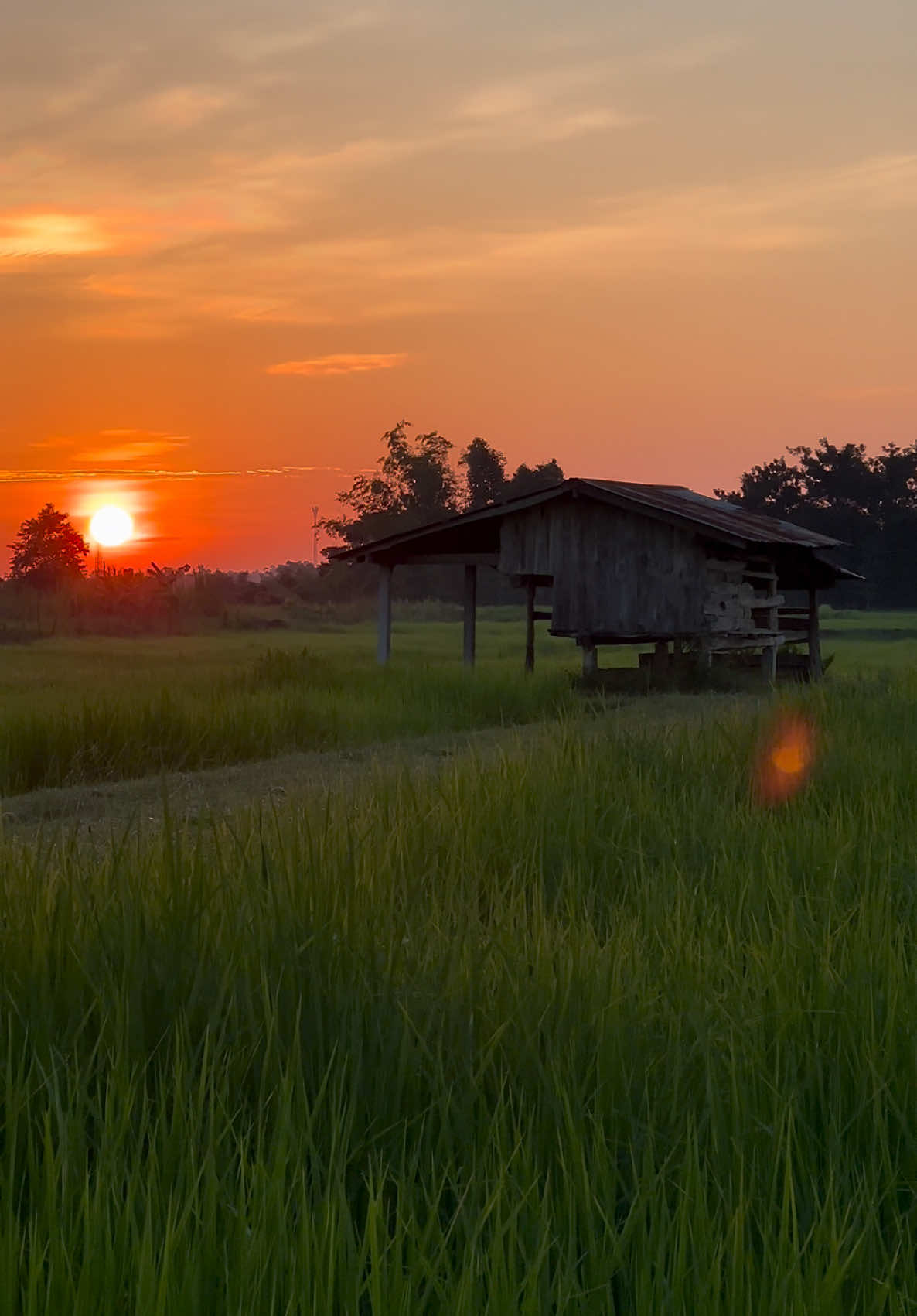 อากาศบ้านเฮากำลังเย็นๆเด้อ🥰🌾☁️📷 #มหาสารคาม #อีสานบ้านเฮา #วิวหลักล้าน #ทุงนาบ้านเฮา #บ้านเฮามันกะส่ํานี้ล่ะ #สตอรี่ความรู้สึก 