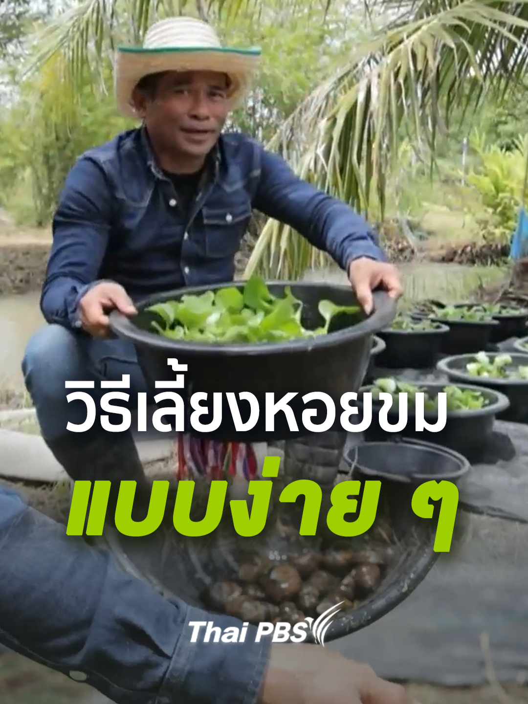 วิธีเลี้ยงหอยขมแบบง่าย . แม้พื้นที่มีจำกัดก็สามารถเลี้ยงหอยขมได้เพียงแค่มีกะละมัง  มาเรียนรู้วิธีสร้างรายได้แบบชาวบ้าน กับมหาอำนาจบ้านนา . #มหาอำนาจบ้านนา  #หอยขม #อาหารอีสาน #ThaiPBS