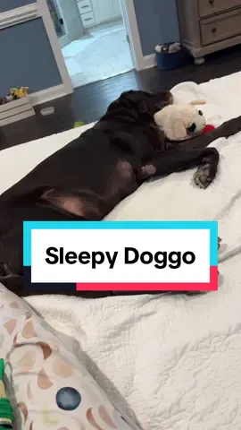 How he ends up every night which means I have to sleep curled up like a cocktail shrimp and he has zero cares about it. Him and his lamb chop gotta be comfortable! #dogmom #dogdad #doglover #dogsoftiktok #chocolatelab #dogtoy #dogtok #dogmomlife #relatable 