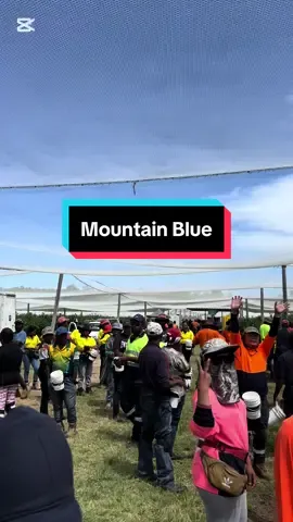 Cảnh này thật quen thuộc. Một m2 5 người hái chắc mấy bạn Mountain Blue cũng không lạ mấy nhỉ. Bạn nào làm farm mà thích đông vui thì đến Mountain Blue để trải nghiệm nha. #workingholiday #462 #australia #2024 #nongnghiep #picker #blueberry #farm #mountain #blue #fyp #viral 