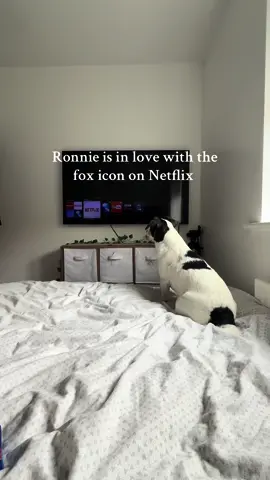 🦊Ronnie always cries when Netflix loads as he loves the Fox🦊 #dogsoftiktok #netflix #dogsfunny #fyp #dogmom #fyppp 